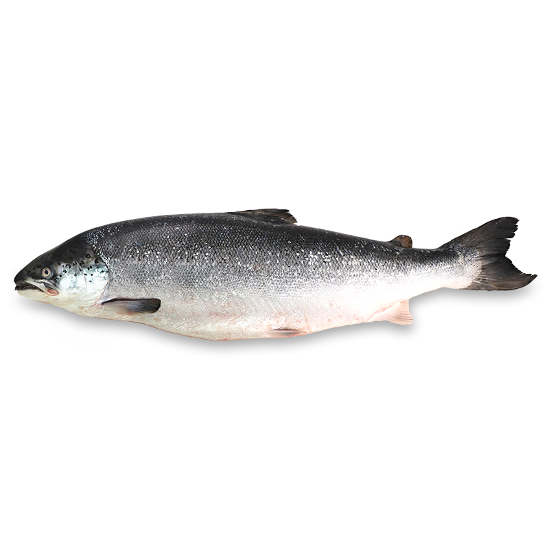 Norwegian Half Side Salmon - South Stream Market