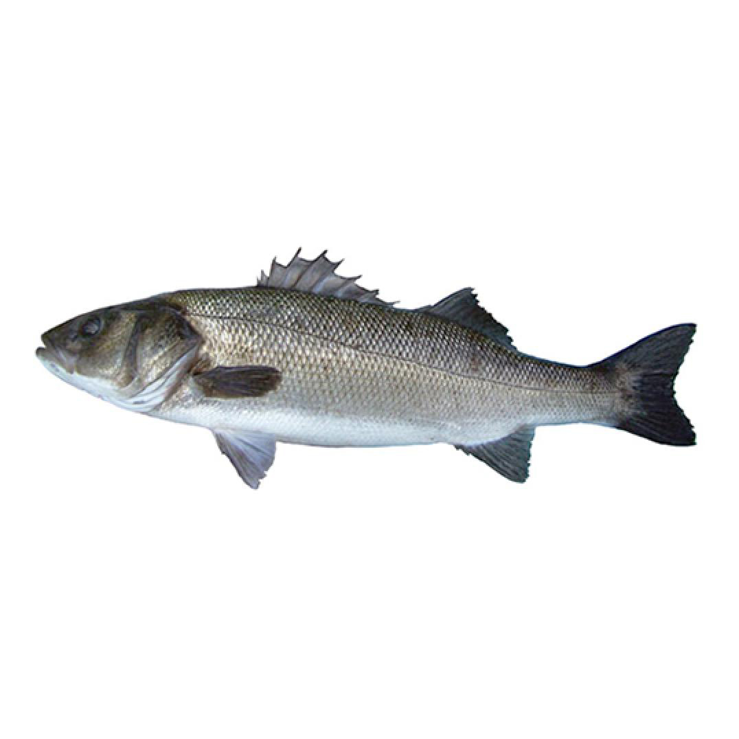 France Farmed Seabass G&G