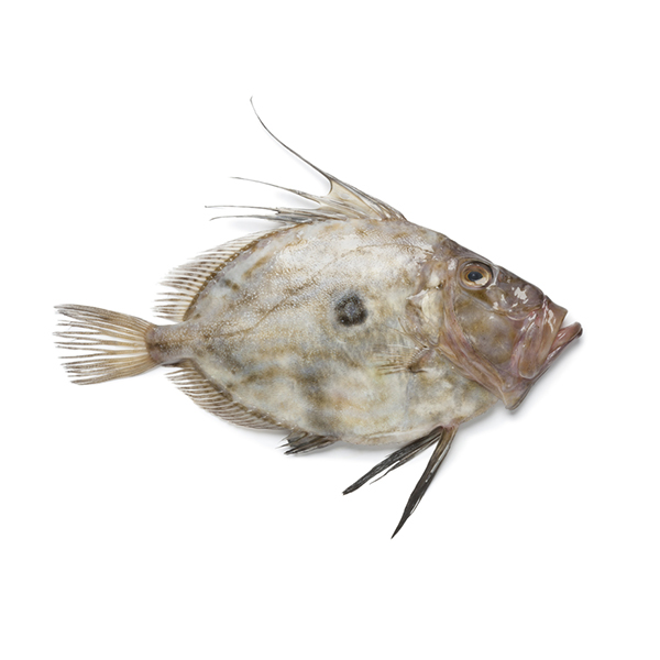 AUS John Dory G&G