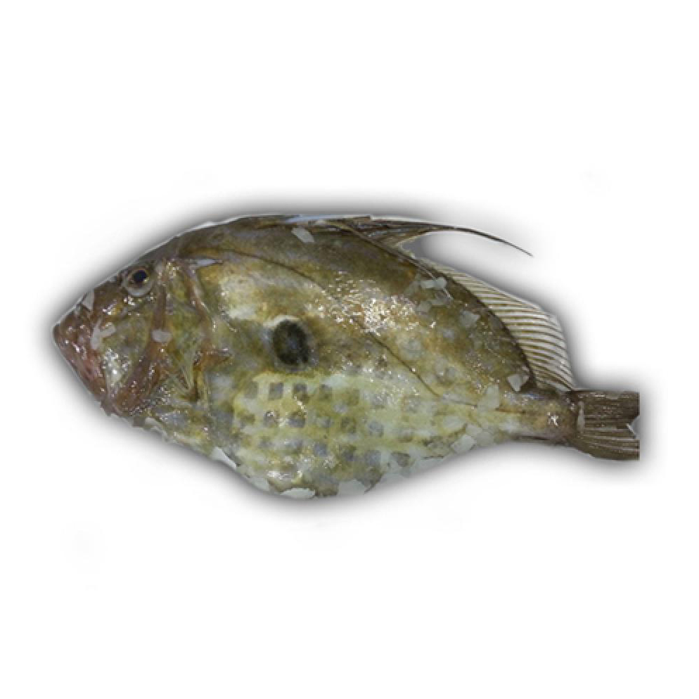 法國野生原條海魴魚(John Dory) - 已去鰓及內臟