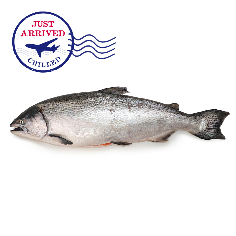 NZ Big Glory Bay King Salmon (G&G)