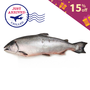 NZ Big Glory Bay King Salmon (G&G)