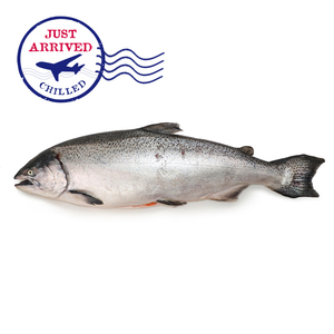 NZ Big Glory Bay King Salmon (G&G)